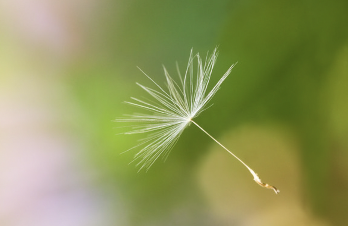 Unplug, Awaken, Thrive: The Magic of Conscious Living